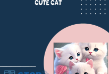 تطبيق Cute Cat Wallpaper HD تطبيق خلفيات القطط بجودة عالية HD